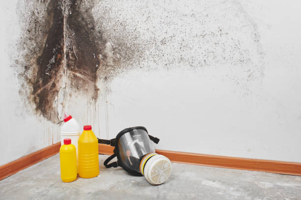 Best Crawl Space Mold Remediation in Waverly, VA