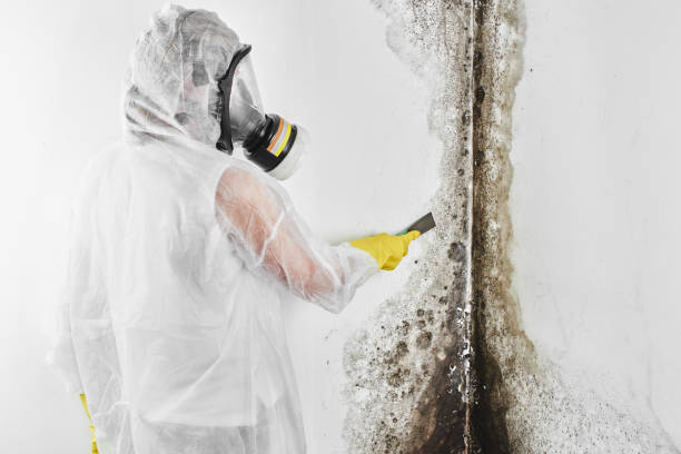 Best DIY Mold Remediation Support Services in Waverly, VA