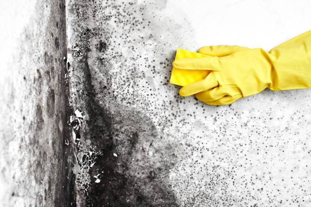 Best Emergency Mold Remediation in Waverly, VA