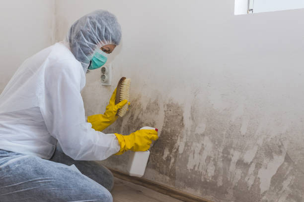 Best Commercial Mold Remediation in Waverly, VA