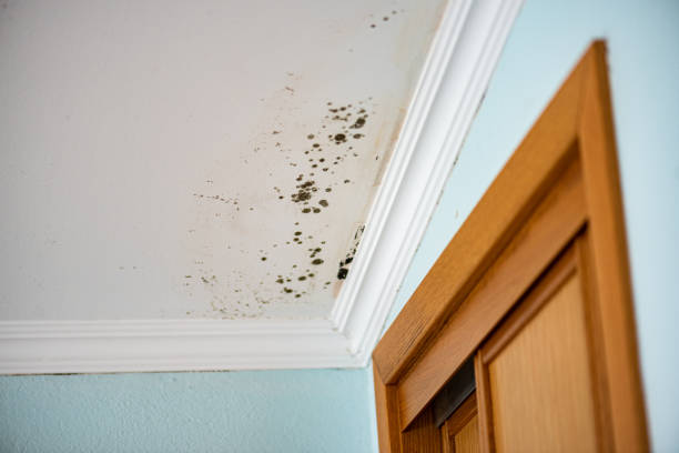 Best White Mold Remediation in Waverly, VA