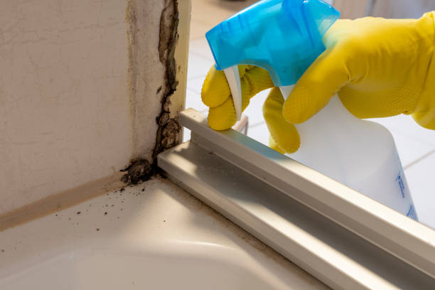Best Black Mold Remediation in Waverly, VA