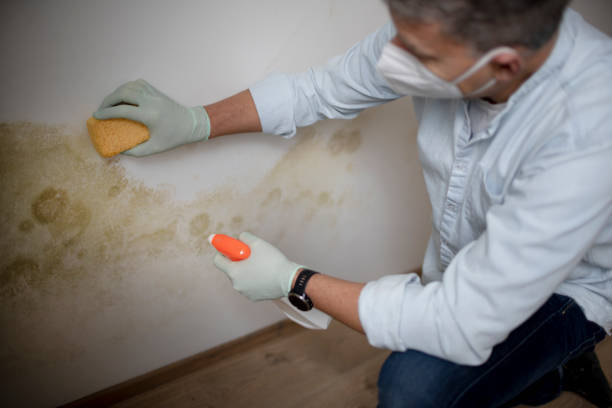 Best Bathroom Mold Remediation in Waverly, VA