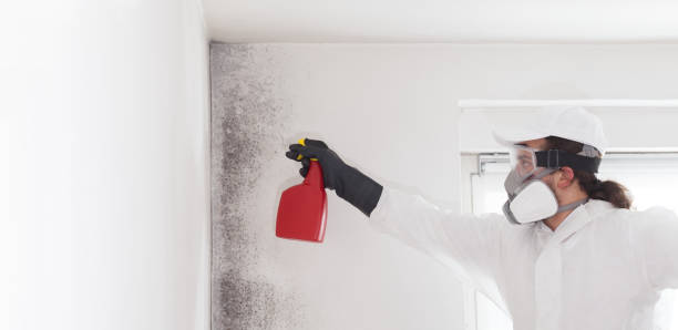 Best Health and Safety Mold Remediation in Waverly, VA