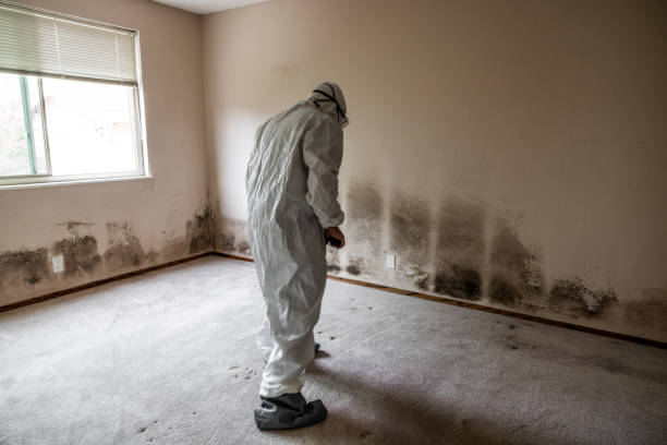 Best Attic Mold Remediation in Waverly, VA