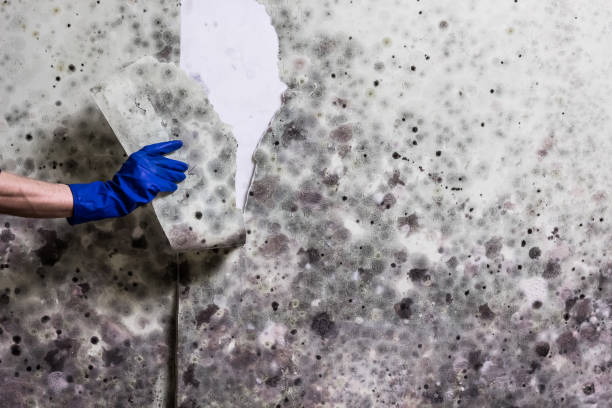 Professional Mold Remediation in Waverly, VA