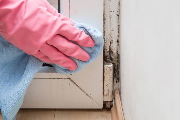 Best Mold Testing and Inspection Services in Waverly, VA