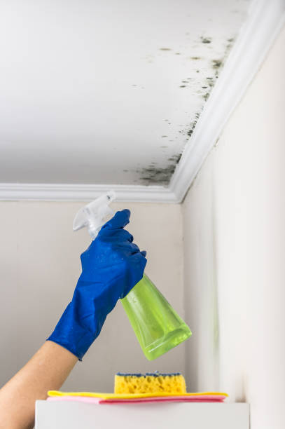 Best Kitchen Mold Remediation in Waverly, VA