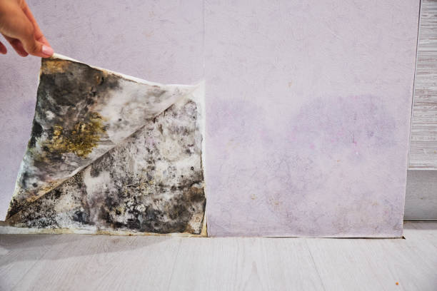 Best Industrial Mold Remediation in Waverly, VA